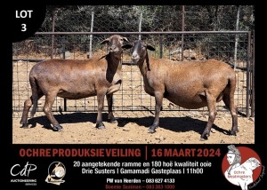 2X MEATMASTERS EWE OCHRE MEATMASTERS