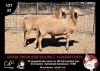 2X MEATMASTERS EWE OCHRE MEATMASTERS