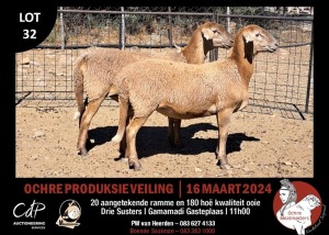 2X MEATMASTERS EWE OCHRE MEATMASTERS