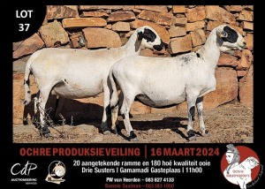 2X MEATMASTERS EWE OCHRE MEATMASTERS