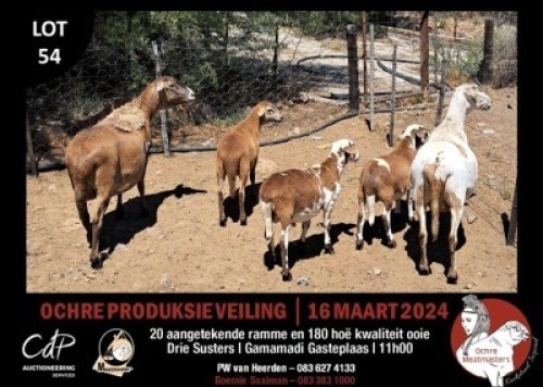 2+3X MEATMASTERS EWE OCHRE MEATMASTERS