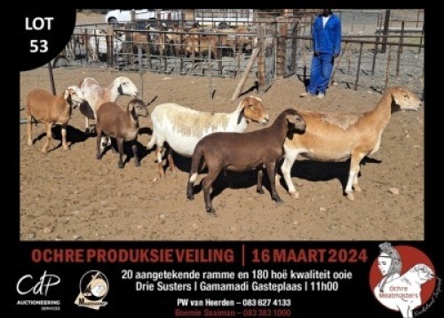 3+3X MEATMASTERS EWE OCHRE MEATMASTERS