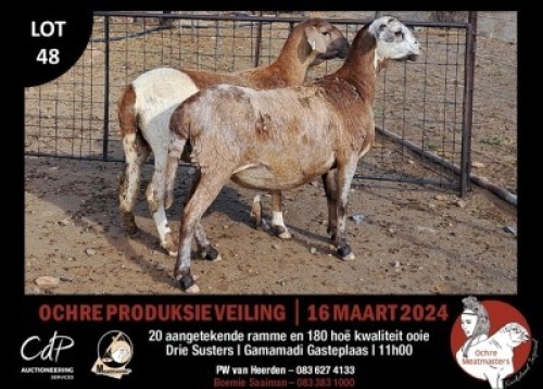 2X MEATMASTERS EWE OCHRE MEATMASTERS