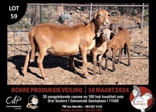 1+2X MEATMASTERS EWE OCHRE MEATMASTERS