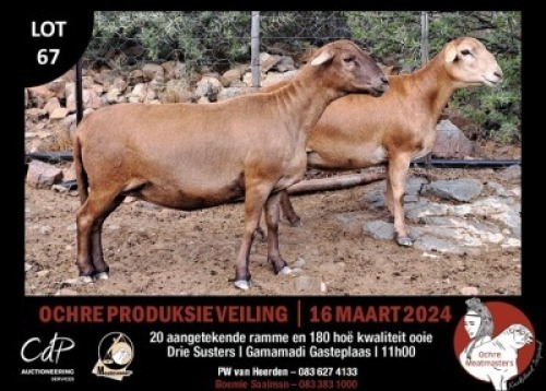 2X MEATMASTERS EWE OCHRE MEATMASTERS