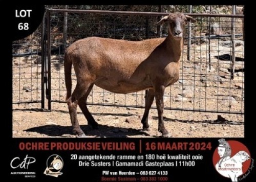 1X MEATMASTERS EWE OCHRE MEATMASTERS