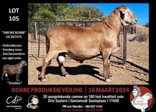 1X MEATMASTERS RAM OCHRE MEATMASTERS