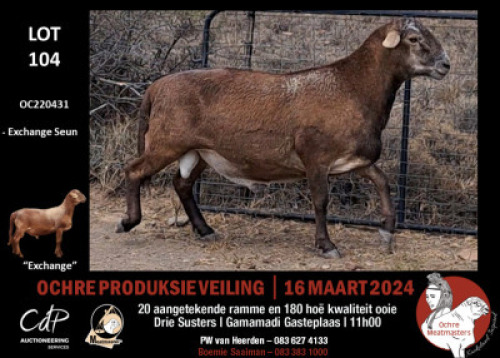 1X MEATMASTERS RAM OCHRE MEATMASTERS