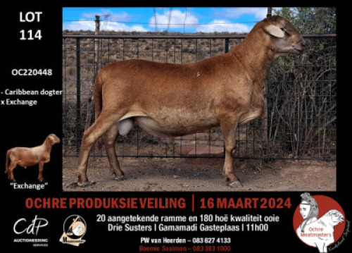 1X MEATMASTERS RAM OCHRE MEATMASTERS