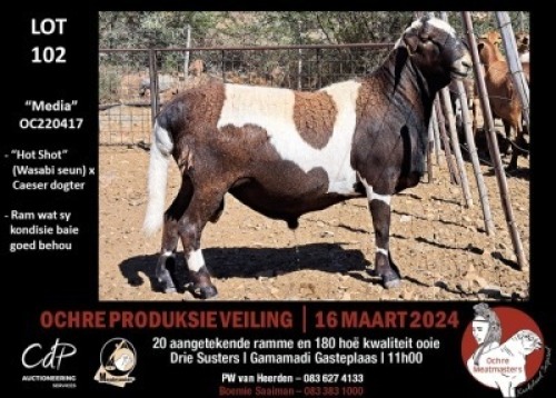 1X MEATMASTERS RAM OCHRE MEATMASTERS