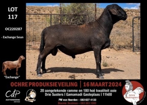 1X MEATMASTERS RAM OCHRE MEATMASTERS