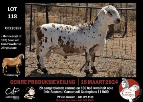 1X MEATMASTERS RAM OCHRE MEATMASTERS