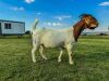 1X BOER GOAT PREGNANT FLOCK PREGNANT DOE KROKODILNEST BOERBOKSTOET