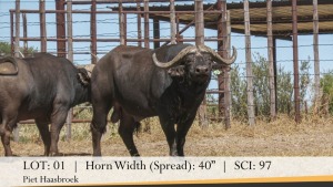 1X BUFFELBUL /BUFFALO BULL 40" SCI: 97