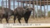 1X BUFFELBUL /BUFFALO BULL 40" SCI: 97