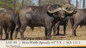 1X BUFFELBUL /BUFFALO BULL 43 7/8" SCI: 112.5