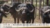 1X BUFFELBUL /BUFFALO BULL 40 1/2" SCI: 111.5
