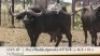1X BUFFELBUL /BUFFALO BULL 43 6/8" SCI: 110.5