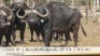 1X BUFFELBUL /BUFFALO BULL 38 2/8" SCI: 101