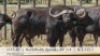1X BUFFELBUL /BUFFALO BULL 44 3/8" SCI: 115.5