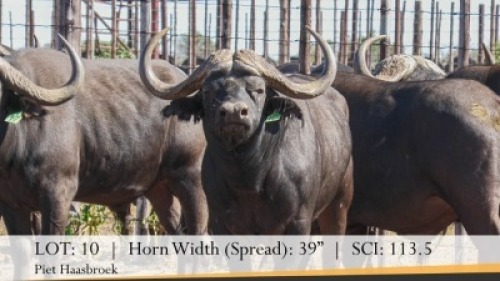 1X BUFFELBUL /BUFFALO BULL 39" SCI: 113.5
