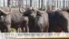 1X BUFFELBUL /BUFFALO BULL 39" SCI: 113.5