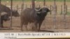 1X BUFFELBUL /BUFFALO BULL 40 2/8" SCI: 115.5