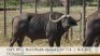 1X BUFFELBUL /BUFFALO BULL 38 7/8" SCI: 102