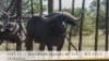1X BUFFELBUL /BUFFALO BULL 46 5/8" SCI: 115.5