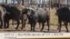 1X BUFFELBUL /BUFFALO BULL 40 2/8" SCI: 109