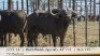 1X BUFFELBUL /BUFFALO BULL 43 7/8" SCI: 115