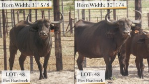 2X BUFFELKOEI/BUFFALO COW 31 5/8" & 30 1/4" (Pay per animal)