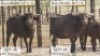 2X BUFFELKOEI/BUFFALO COW 31 5/8" & 30 1/4" (Pay per animal)