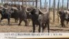 1X BUFFELBUL /BUFFALO BULL 41" SCI: 106