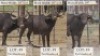 3X BUFFELKOEI/BUFFALO COW 28 5/8" & 28 5/8" &29" (Pay per animal)