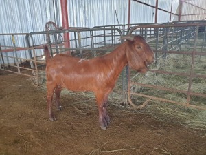 LOT  64 -  1X (F) KALAHARI RED  JAN SQUARE FARMING/JAN BEUKES