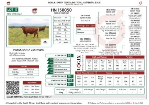 1+1X SANTA GERTRUDIS DARLING FEMALE INDRUK SANTA GERTRUDIS
