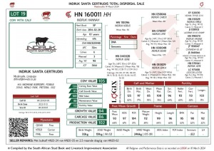 1X SANTA GERTRUDIS HANNAH FEMALE INDRUK SANTA GERTRUDIS