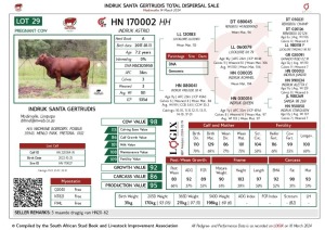 1X SANTA GERTRUDIS ASTRID FEMALE INDRUK SANTA GERTRUDIS