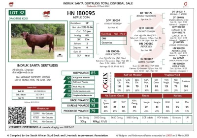 1X SANTA GERTRUDIS DORA FEMALE INDRUK SANTA GERTRUDIS