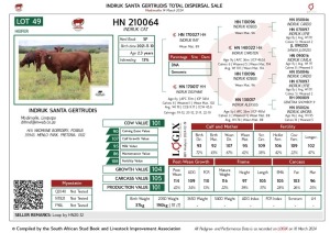 1X SANTA GERTRUDIS CAT FEMALE INDRUK SANTA GERTRUDIS