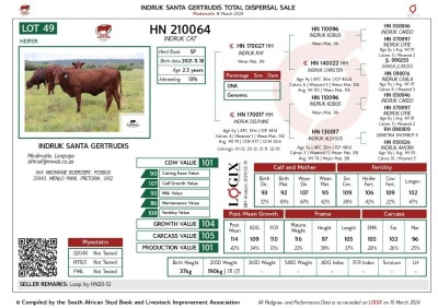 1X SANTA GERTRUDIS CAT FEMALE INDRUK SANTA GERTRUDIS