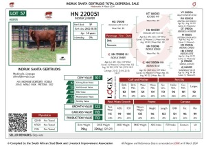 1X SANTA GERTRUDIS JUNIPER COMMERCIAL FEMALE INDRUK SANTA GERTRUDIS