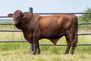 1X SANTA GERTRUDIS BRANDON MALE INDRUK SANTA GERTRUDIS