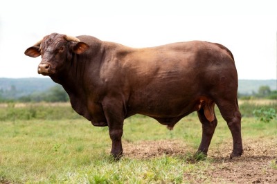 1X SANTA GERTRUDIS DIRK MALE INDRUK SANTA GERTRUDIS