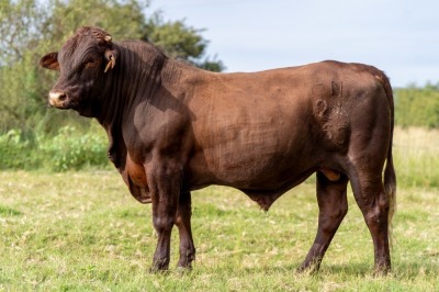 1X SANTA GERTRUDIS BLIKKIES MALE INDRUK SANTA GERTRUDIS