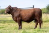 1X SANTA GERTRUDIS WARREN MALE INDRUK SANTA GERTRUDIS