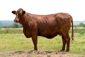 1X SANTA GERTRUDIS CLARA FEMALE INDRUK SANTA GERTRUDIS