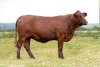 1X SANTA GERTRUDIS ARCADIA FEMALE INDRUK SANTA GERTRUDIS