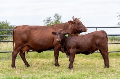 1+1X SANTA GERTRUDIS ANNA FEMALE INDRUK SANTA GERTRUDIS